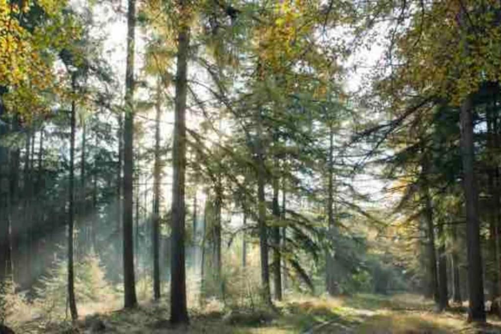 Chalet Midden In De Natuur! Anloo Екстериор снимка